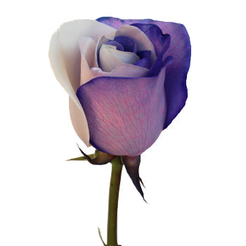 Purple and White Rainbow Roses