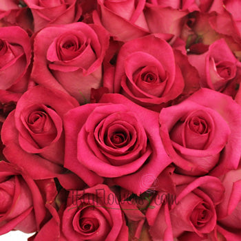 Purple Cezzane Hot Pink Roses up close