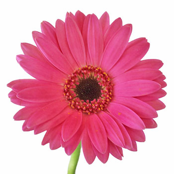 Shimmering Pink Mini Gerbera Daisies