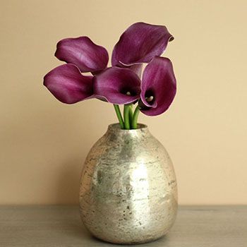 Purple Gem Mini Calla Flower
