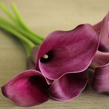 Purple Gem Mini Calla Flower
