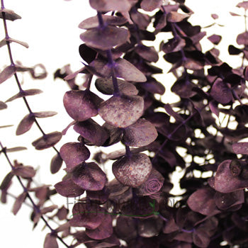 Eggplant seeded Eucalyptus Wholesale
