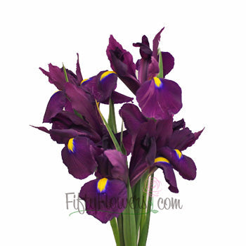 Iris Purple Fresh Flowers