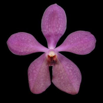 Purple Wholesale Aranda Orchids