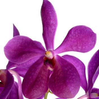 Purple Wholesale Aranda Orchids