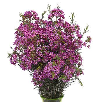 Purple Wax Flower December to May Delivery