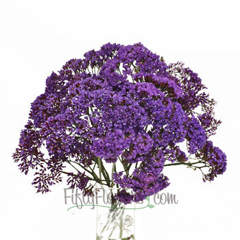 Purple Sea foam Statice Flower