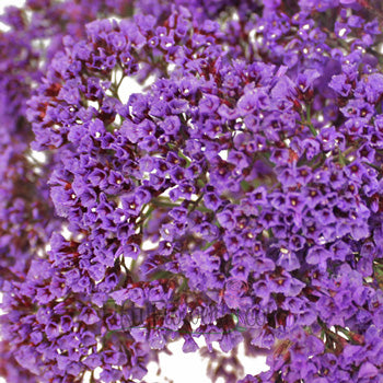 Purple Sea foam Statice Flower