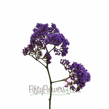 Purple Sea foam Statice Flower