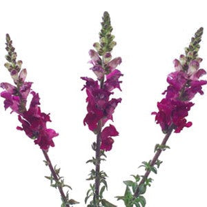 Snapdragon Purple Lavender Flower