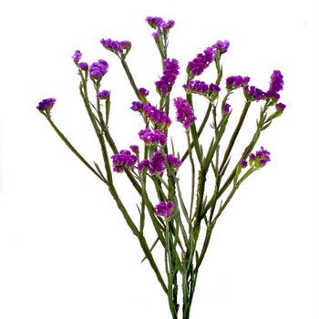 Tissue Culture Statice Purple Flower