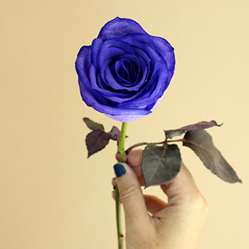 Purple Tinted Stem in Hand