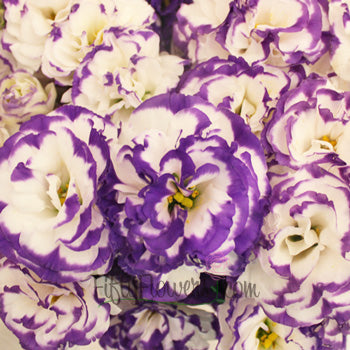 Purple Tipped Lisianthus Wedding Flower