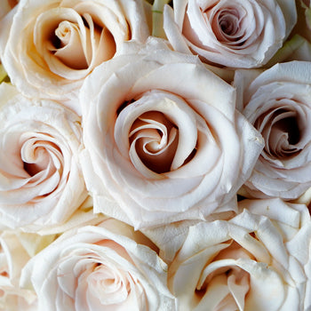 Queen of Pearl Rose