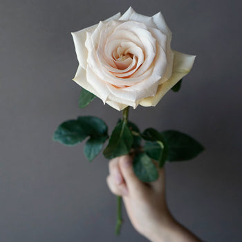 Queen of Pearl Rose