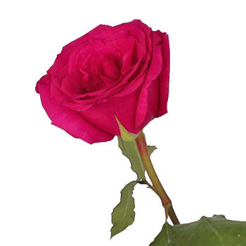 Queenberry Hot Pink Rose