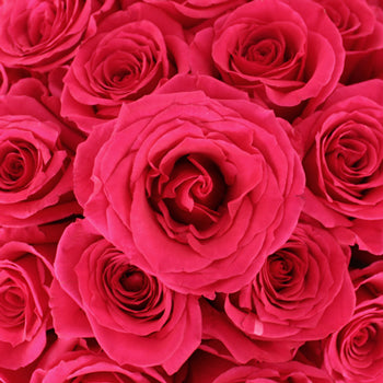 Queenberry Hot Pink Rose