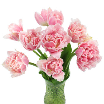 Ombre Rose Quartz Double Fringed Tulips