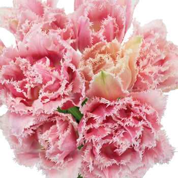 Ombre Rose Quartz Double Fringed Tulips