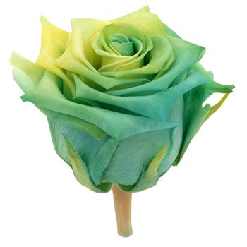 Preserved Quilotoa Rose