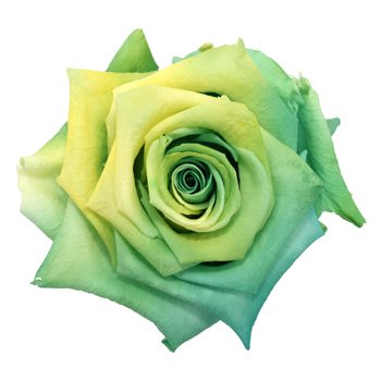 Preserved Quilotoa Rose