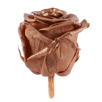 Preserved Rose Gold Rose