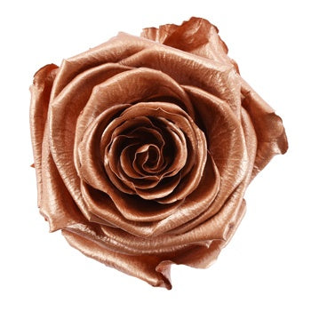 Preserved Rose Gold Rose