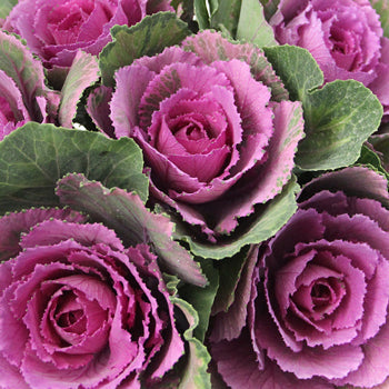Kale Purple and Green Fresh Flower