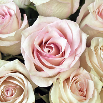 Pink Flush Rose
