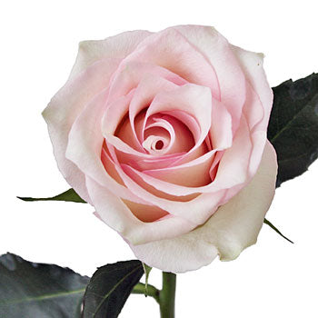 Pink Flush Rose