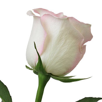 Pink Flush Rose