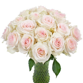 Pink Flush Rose