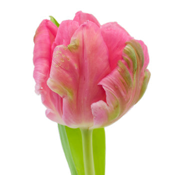 Novelty Tulip Dark Pink Flower