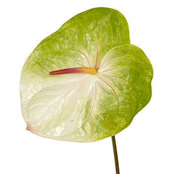 Anthurium Lime Burst Obake Flower