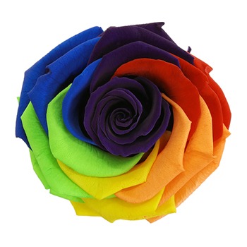 Preserved Rainbow Payaso Rose