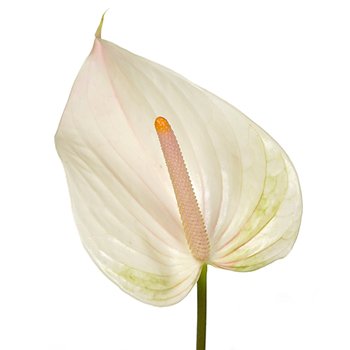 Parisian Mist Designer Anthurium Flower