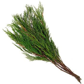 Cypress Greenery