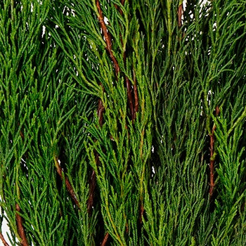 Cypress Greenery