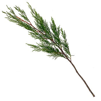 Cypress Greenery