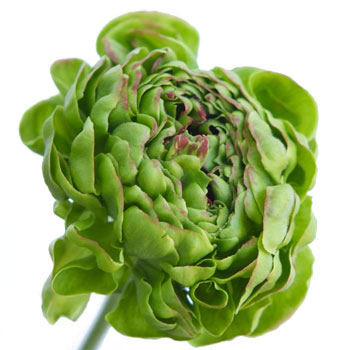 Novelty Green Ranunculus Flower