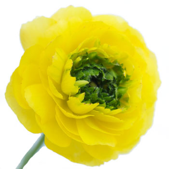 Green Center Assorted Colors Ranunculus Flower