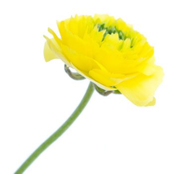 Green Center Assorted Colors Ranunculus Flower