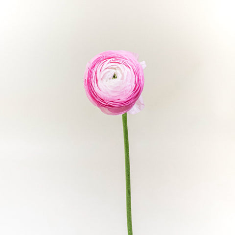 Ranunculus Light Pink Flower Stem