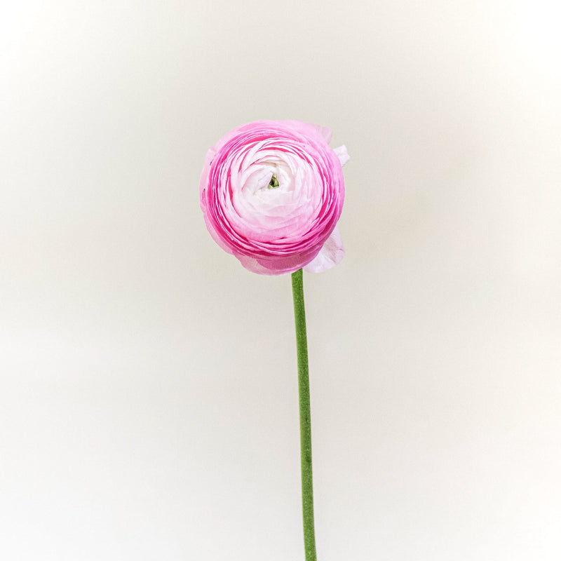 Ranunculus Light Pink Flower Stem