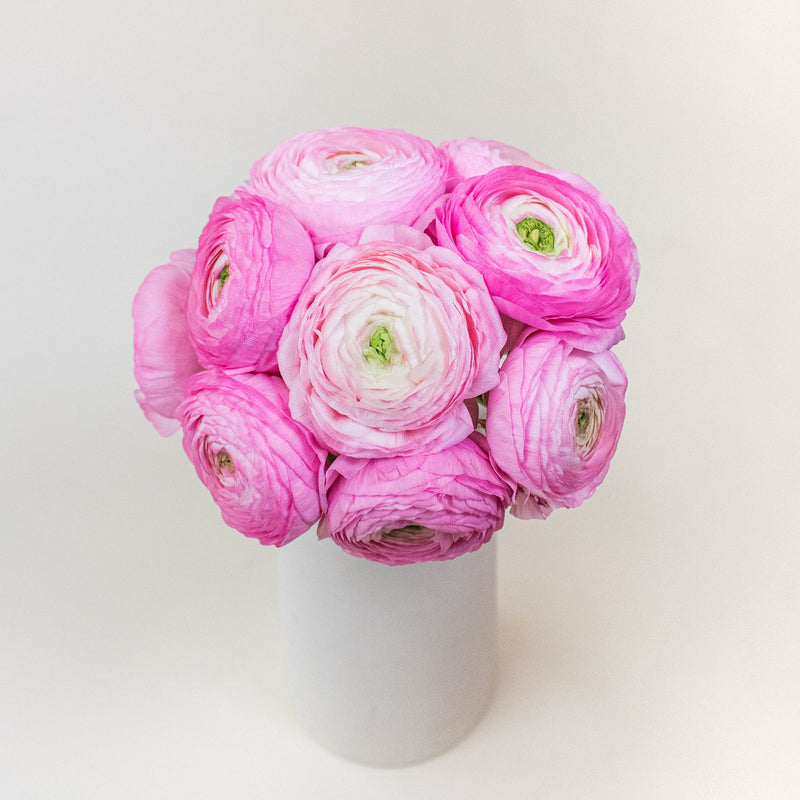 Light Pink Ranunculus Wholesale Flower In a vase
