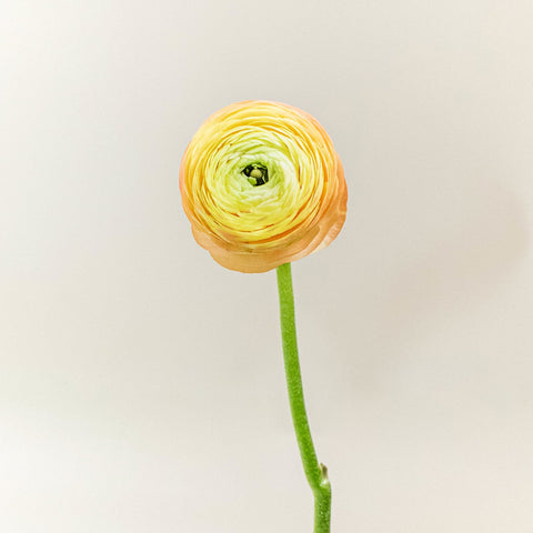 Ranunculus Peach Flower Stem