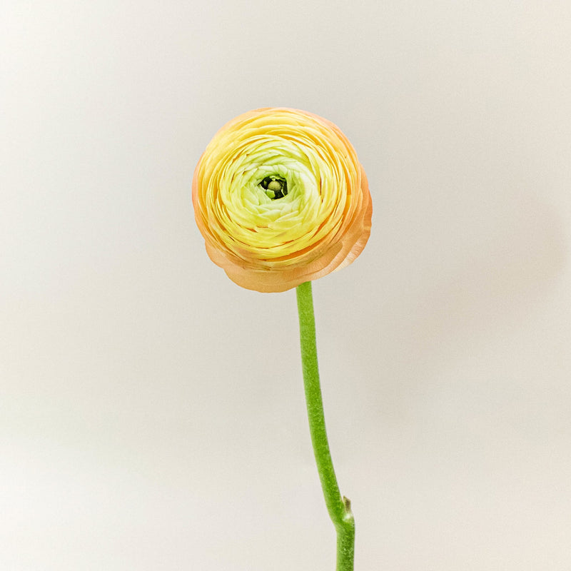 Ranunculus Peach Flower Stem