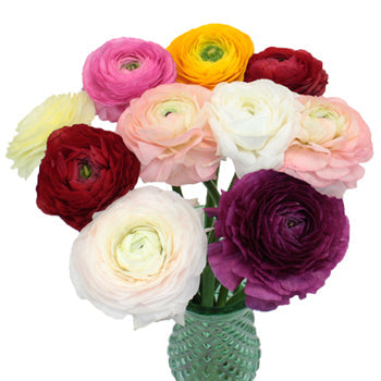 Farm Mix Italian Cloony Ranunculus Wholesale Flower In a vase