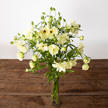 Helios Cream Pale Yellow Butterfly Ranunculus Wholesale Flower In a vase