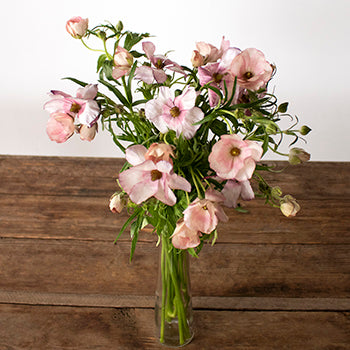 Lycia Violet Pink Butterfly Ranunculus Wholesale Flower In a vase